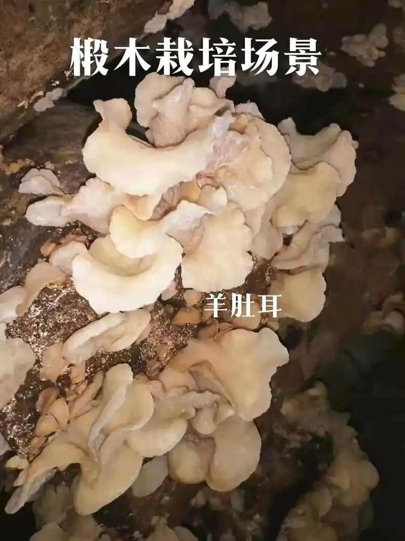 羊肚耳椴木栽培大棚羊肚耳种植基地一手货