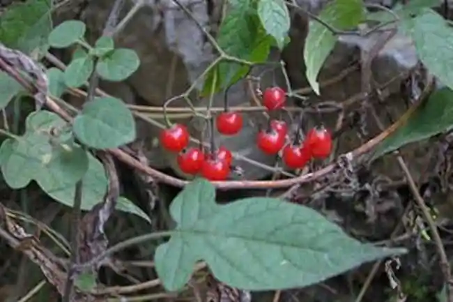 果实酷似樱桃,40年前农民遇到就砍,如今晒干成稀罕货,10元一斤