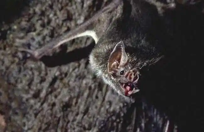 世界十大恐怖动物排行榜(2)