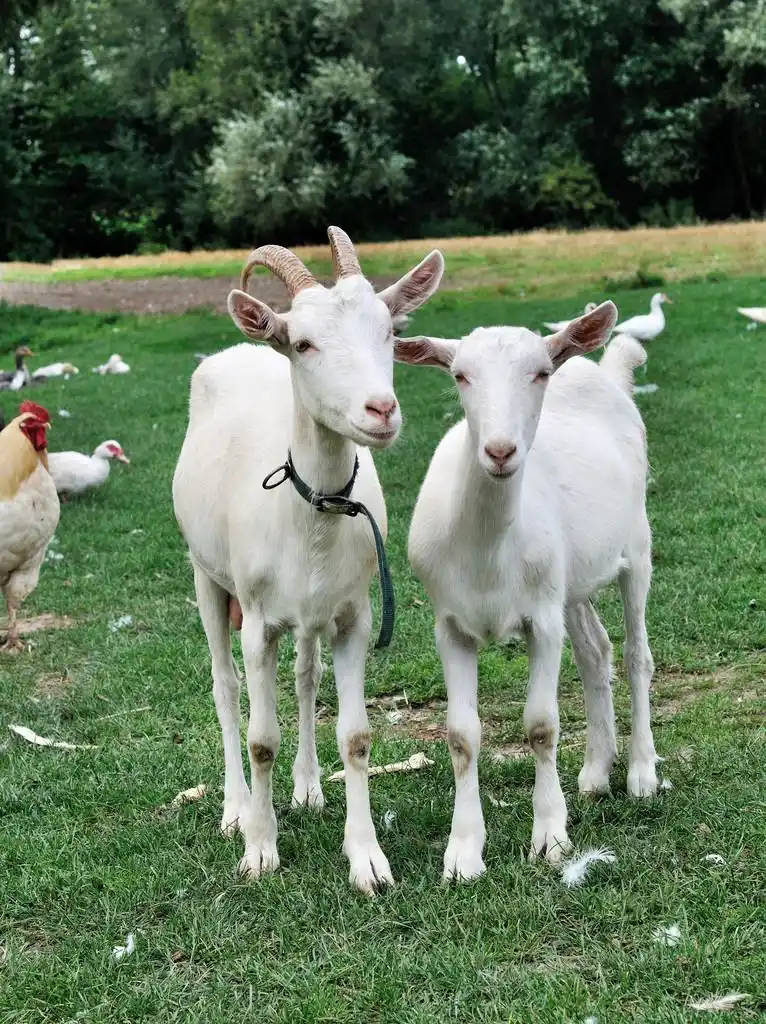 白山羊,两只山羊在春天绿草-农场