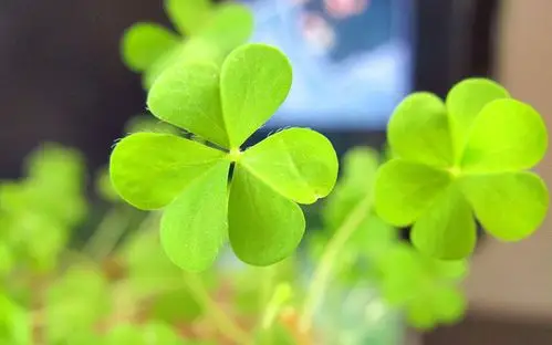 让好运不停发生