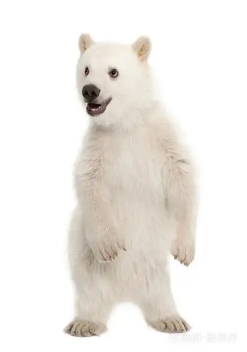 北极熊幼仔,熊类绕杆菌,6 个月大,站在白色背景的后腿