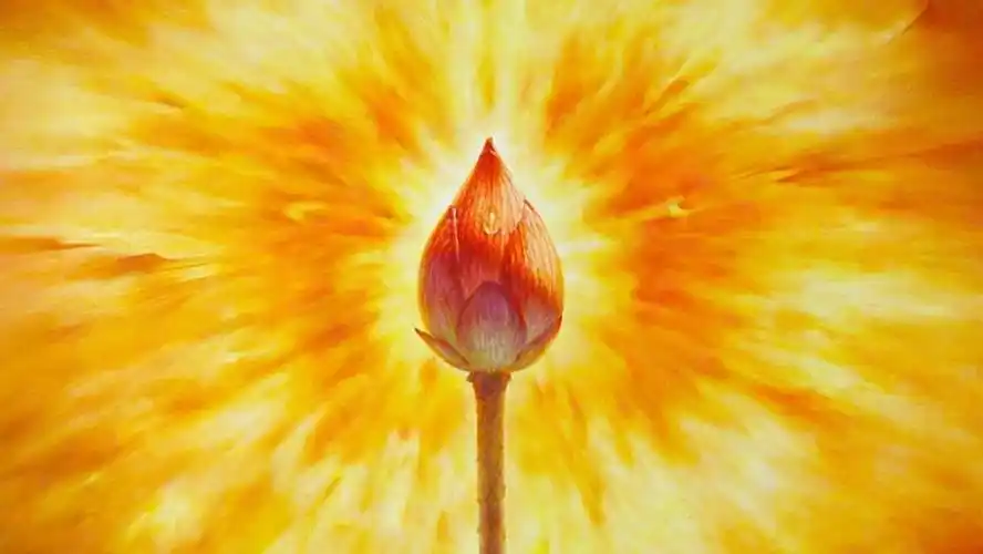 脐轮冥想～金色莲花,激活本我生命能量,激发创造力,疗愈关系,生发原始