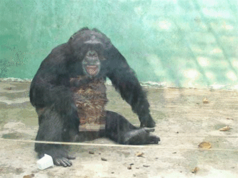 人科在所有的灵长目动物中黑猩猩与人类的区别最小基因组相似度高达