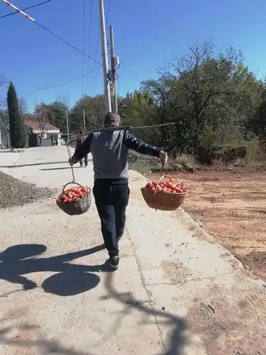 不一会,几个竹筐全满了,斌斌挑着扁担担了回去.