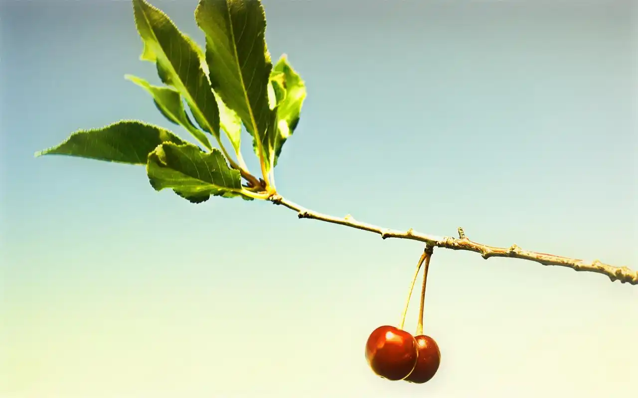 植物花卉简洁淡雅风景桌面壁纸