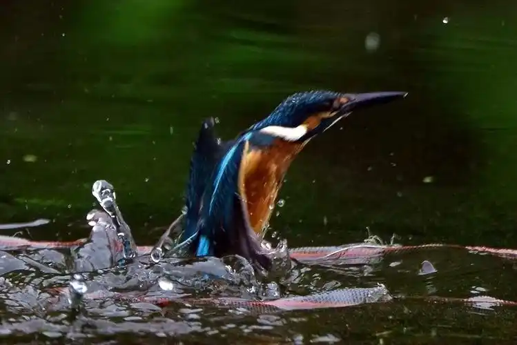 拍摄到满意的翠鸟入水捕鱼瞬间