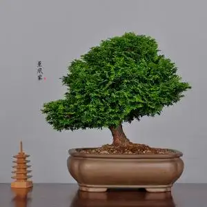 日本原盆 大树造型 津山桧 中品观叶盆景盆栽 四季常青