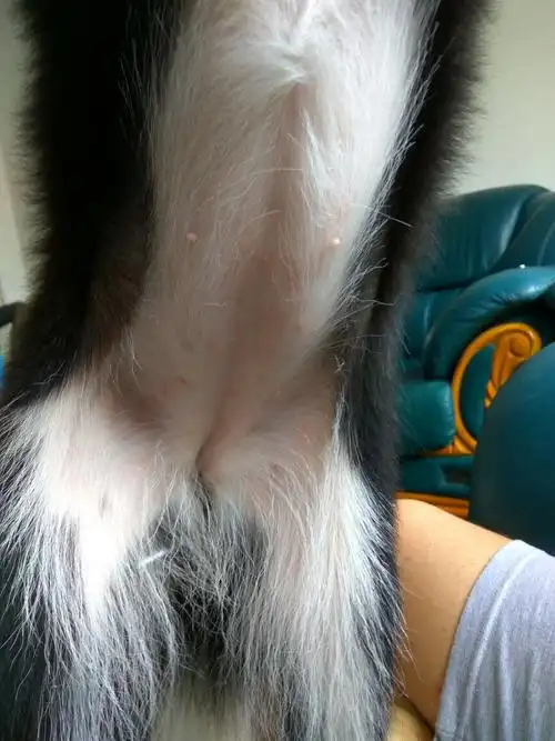 狗狗肚皮红红的一片,有懂得么,求分析