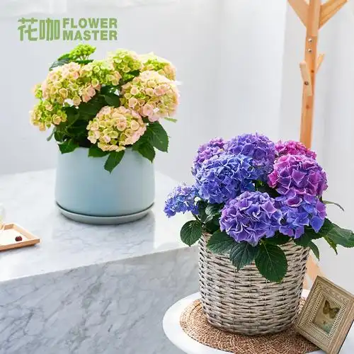 绣球植物花咖花盆盆栽花苞阳台庭院开花小型花卉