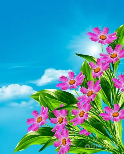 在蓝天白云的背景上的波斯菊花海