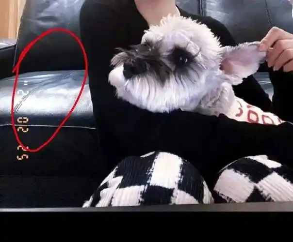 真假不知,但这回确实是真顶流…_蔡徐坤_莫小棋_行程