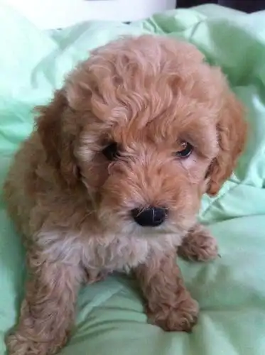 1100入手三个月香槟色小泰迪,没有断尾.大家看看怎么样