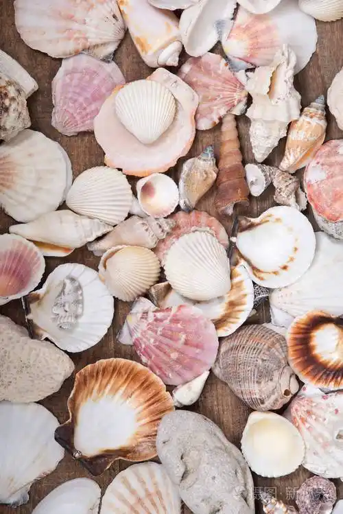 各种各样的不同的海贝壳
