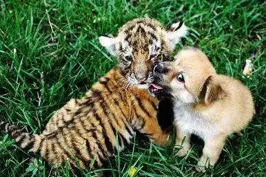 属狗的和属虎的属相最配吗