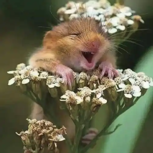 看看动物们的治愈微笑吧_笑容_礼节_阴霾