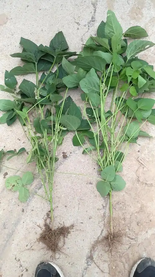 从整株大豆来看,用了泰媄的大豆叶片浓绿,根系发达,拔的时候带土多.