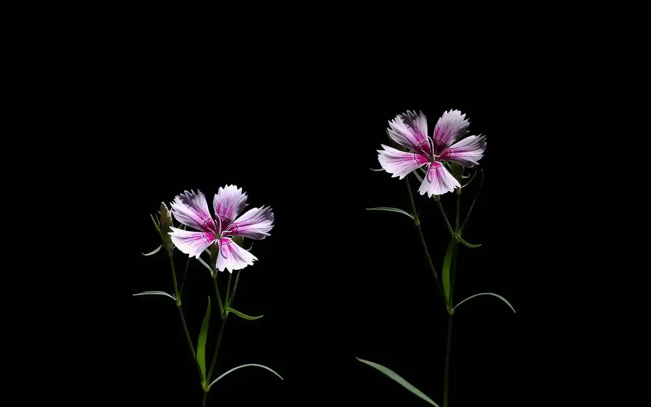 意境唯美的石竹花风景图片桌面壁纸