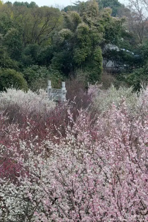 那时.梅花璀璨