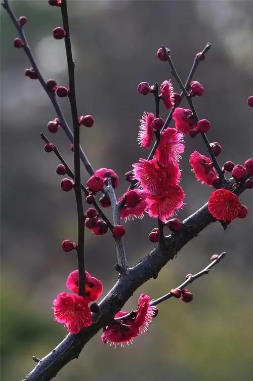 【梅花】 第 13 幅查看大图曝光:1/250 sec光圈:f7.