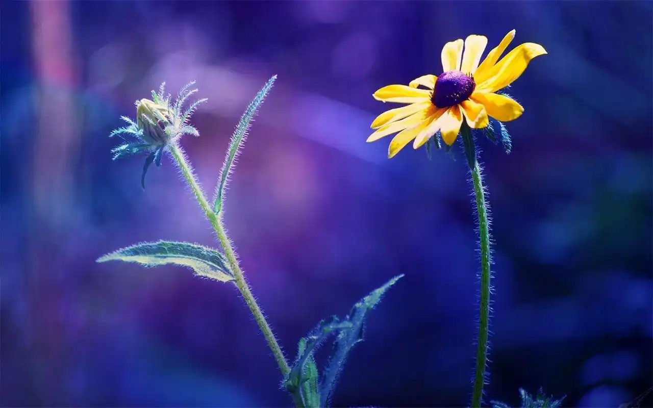 小清新植物花卉高清桌面壁纸图片大全