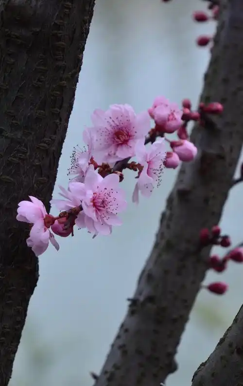 《美人梅,是今年最后开花的品种》【原创拍摄】