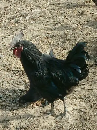 正宗山地散养土鸡,乌鸡,土鸡蛋,绿壳蛋,需要联系电话15592818880微信