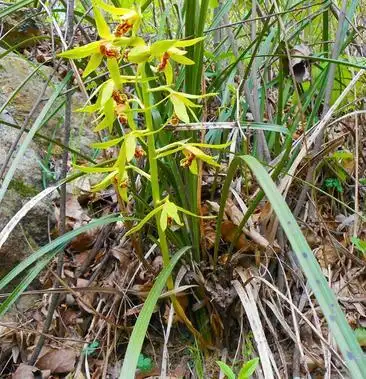 野生兰花,春兰,惠兰,包香