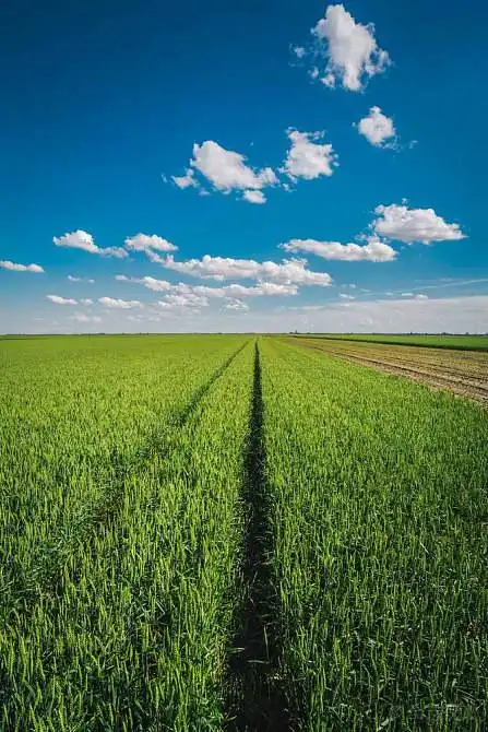 麦田_蓝天_图片大全