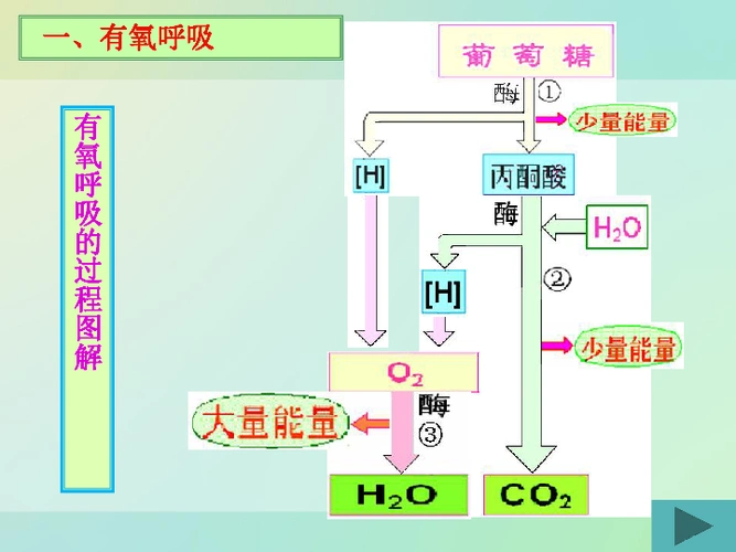 第5章第3节有氧呼吸和无氧呼吸及细胞呼吸原理的应用33张