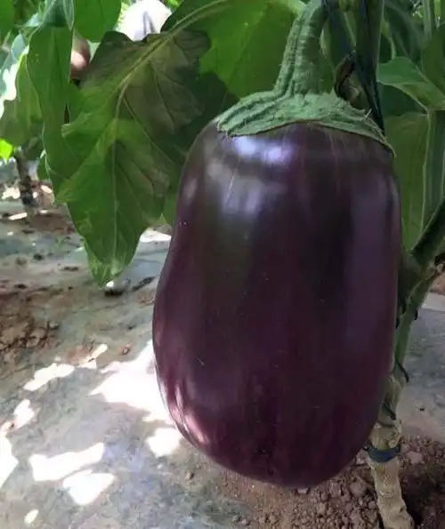 太空茄子是通过航天育种得到的茄子新品种.