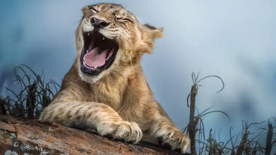 电脑壁纸 动物 可爱的小狮子