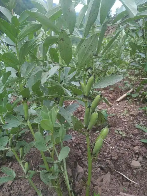 秦巴农人嫩蚕豆