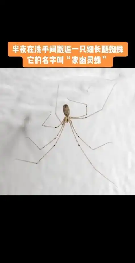 半夜在厕所里遇见一只细长腿蜘蛛9915,这种家里很常见的小虫子