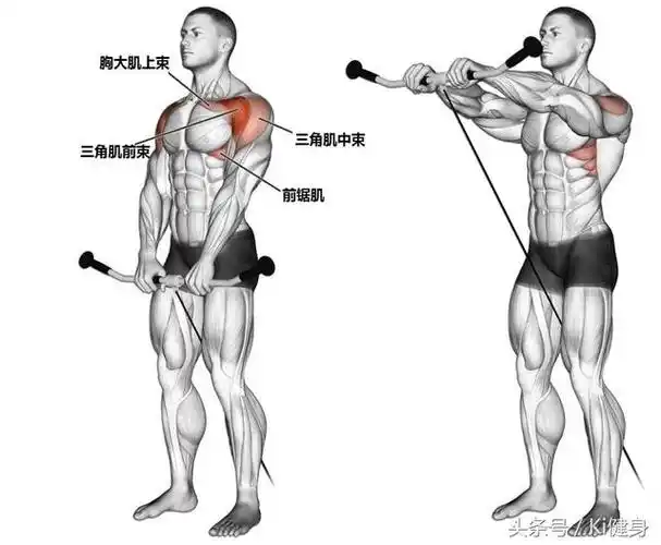 三角肌前束训练杠铃前平举
