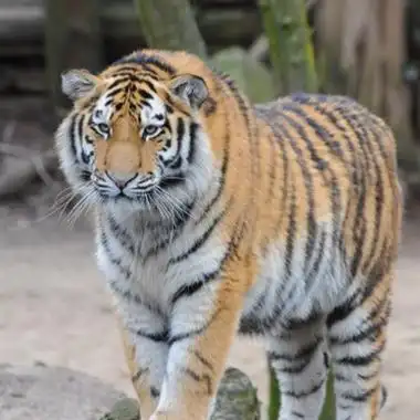 猛虎霸气头像图片真的老虎有点吓人的