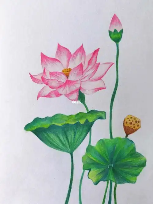 效果还不错普通素描纸和辉柏嘉油性彩铅#彩铅  #彩铅花卉  #彩铅荷花