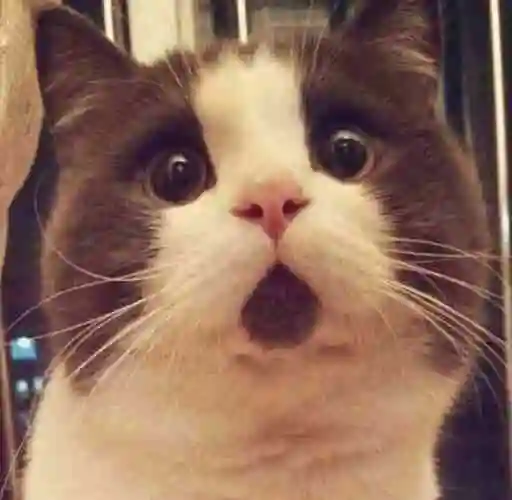 惊讶的小猫咪头像