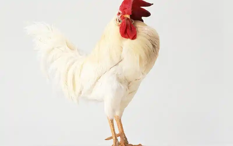 家禽动物鸡,家禽动物鸡壁纸,家禽动物鸡电脑桌面壁纸,动物合集-回车