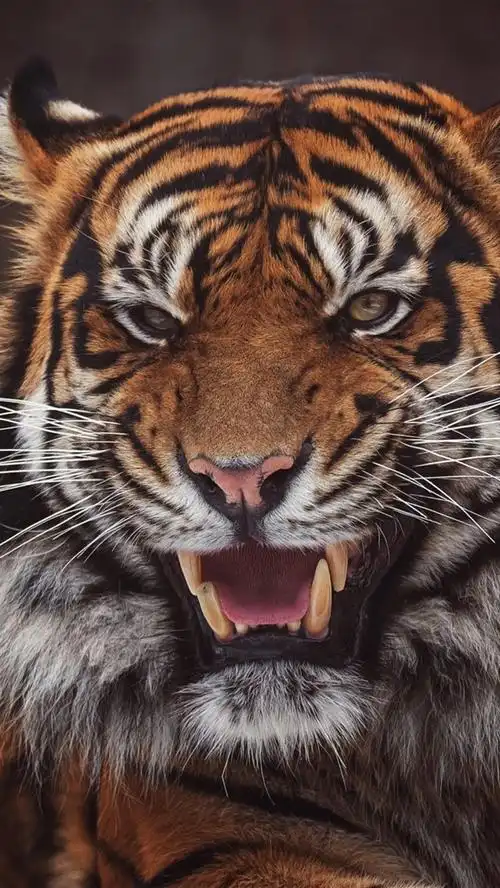 老虎,脸,张开嘴,牙齿,黑色背景