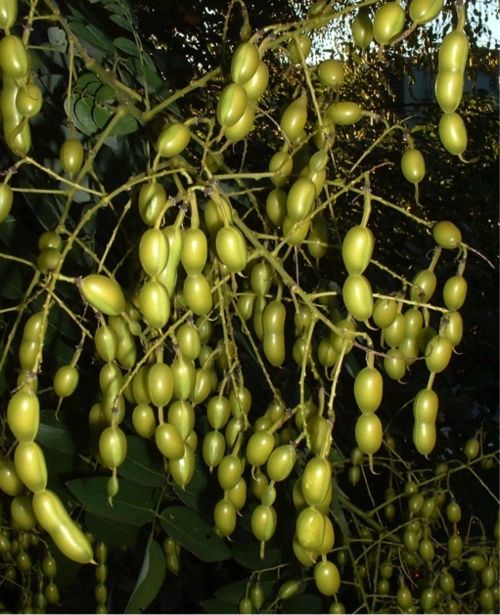 【城市物种日历】7月5日 槐树的果实