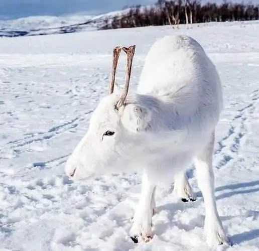 挪威的白色驯鹿,犹如冰雪精灵,网友:梦中的圣诞节场景