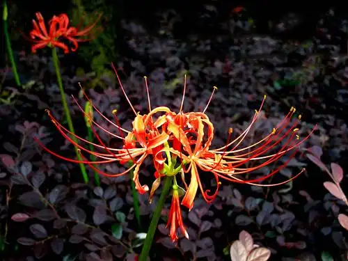 花开彼岸 缘定三生