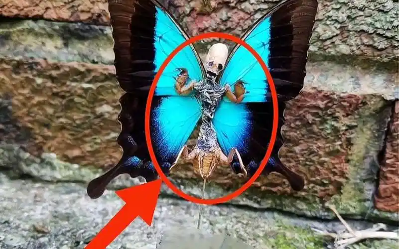 世界上最恐怖的蝴蝶!