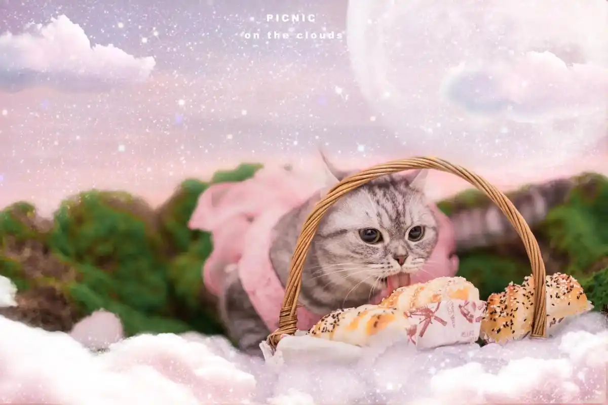 新年的第一组写真.#治愈猫咪 #好运小猫 #放一只招财猫在这 - 抖音