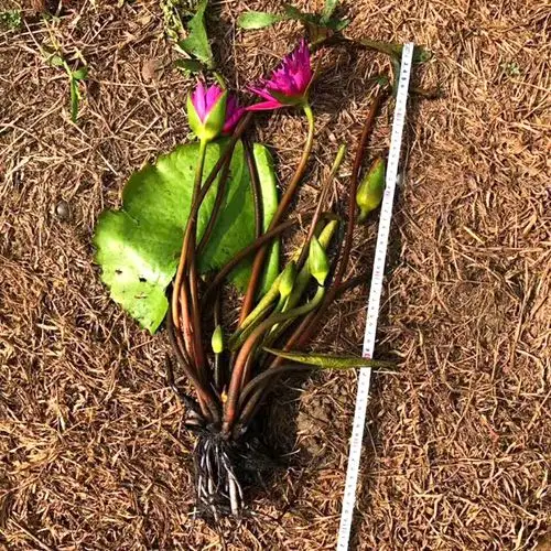 睡莲花带花苞水养睡莲水生植物缸盆栽蓝睡莲根块根茎水培植物四季 百