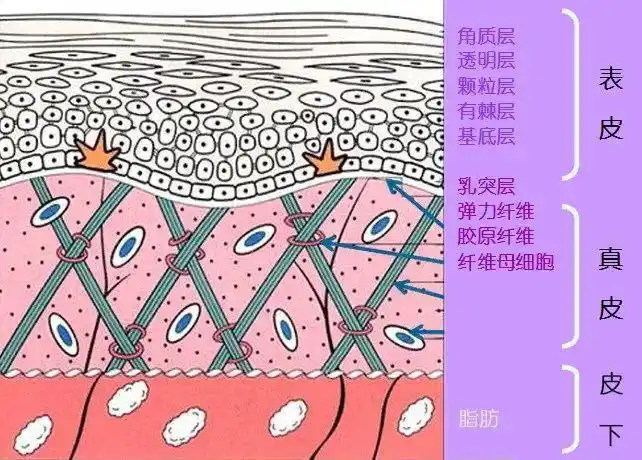 皮肤分为表皮层,真皮层和皮下组织结构,表皮层从外到内又分角质层