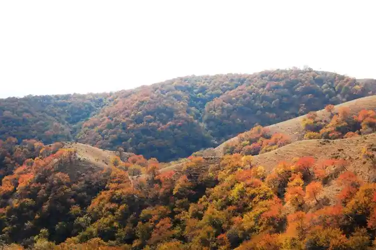 伊犁大西沟福寿山秋色