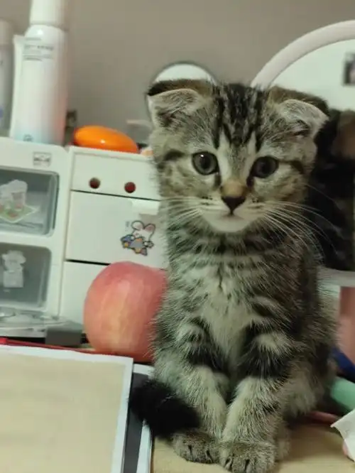 又或者是个小草帽 而且那个姑姑和我说她不是折耳猫可她的耳朵就是折
