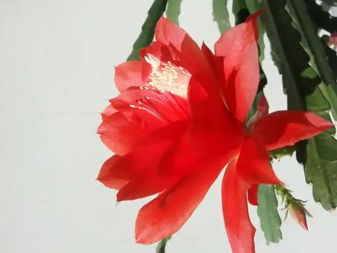 红色的令箭荷花,原创拍摄_高清图集_新浪网